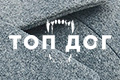 Топ дог